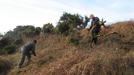 3 clearing gorse